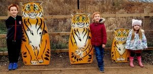 Knowsley safari park amur tigers