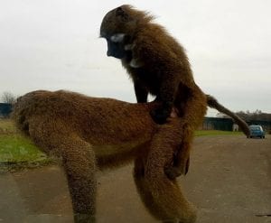 knowsley safari park baboons mating