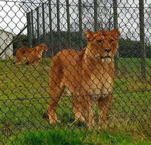 Knowsley safari park lion