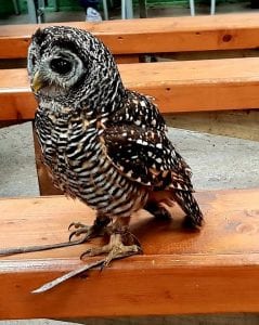 knowsley safari park owl