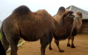 knowsley safari park camel