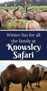 knowsley safari park review pin