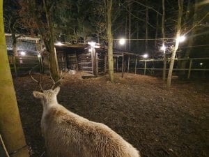 Christmas at Beamish museum : Reindeer outside